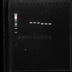 Agarosegel zur Überprüfung der PCR
