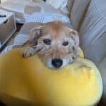 Das ist mein Hund Tibbers.